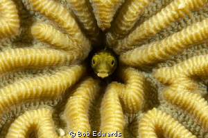Secretary Blenny in brain coral (Canon 40D in Ikelite hou... by Bob Edwards 
